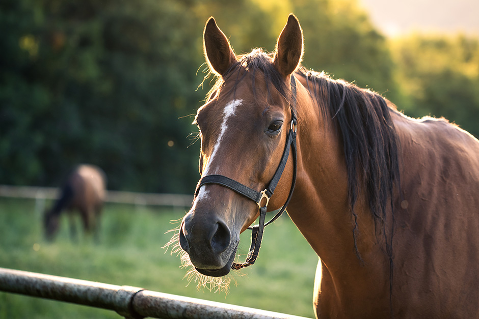 Veterinary Equestrian PRP Therapy